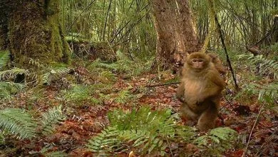 Arunachal: ZSI scientists discovered white cheeked Macaque in Anjaw