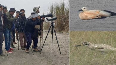 Arunachal: Asian wetland waterbirds census conducted in D. Ering WL Sanctuary
