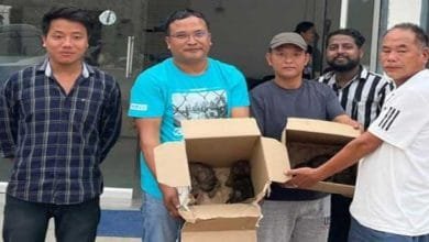 Arunachal: Good Samaritans hand over 4 rescued Fox cubs to DFO Pasighat