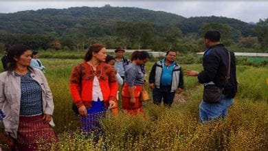 Arunachal: ICAR Basar organises field day on pulse and oilseed for farmers