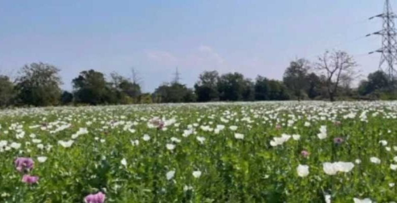 MP CNB team destroyed illegal opium crops worth of 1.62 Bln in Arunachal Pradesh