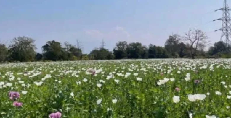 MP CNB team destroyed illegal opium crops worth of 1.62 Bln in Arunachal Pradesh