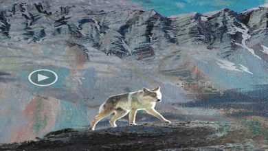 World Wildlife Day: A new study describes the success of a community-based conservation of wolves in Ladakh