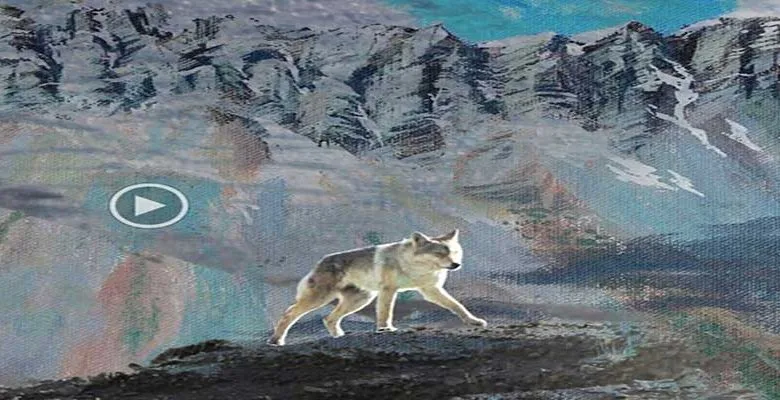 World Wildlife Day: A new study describes the success of a community-based conservation of wolves in Ladakh
