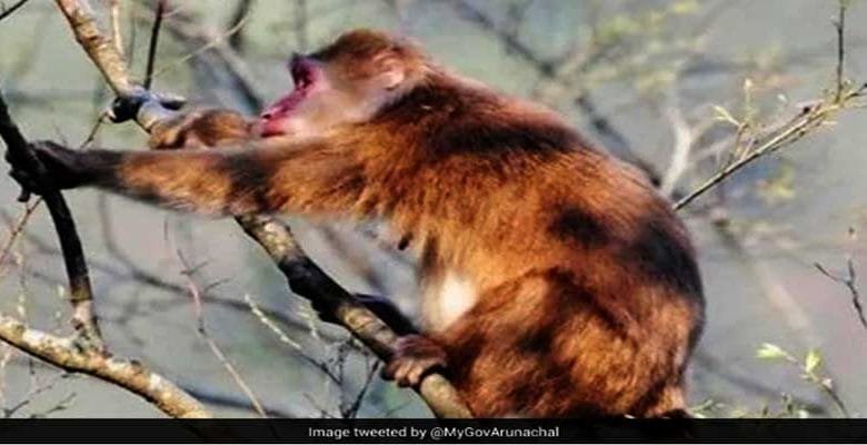 Arunachal: Rare White-Cheeked Macaque Spotted In West Kameng