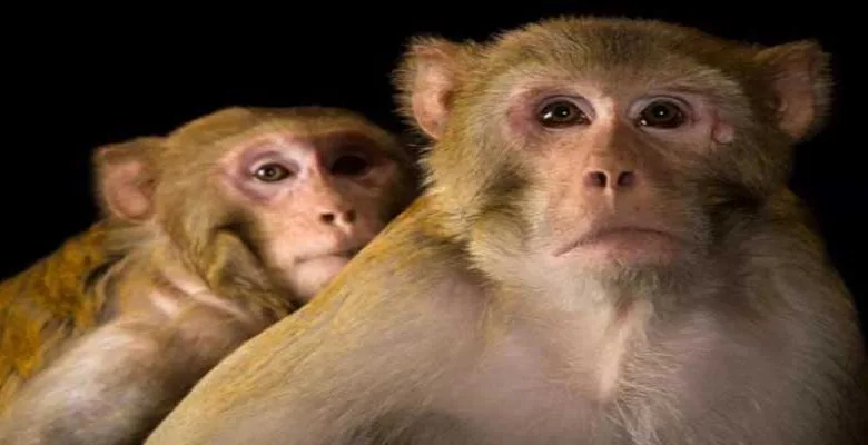 ZSI discovers new macaque species in Arunachal Pradesh, names it 'Sela Macaque'