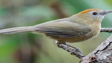 Arunachal: Ornithologists spot 115 bird species in the state