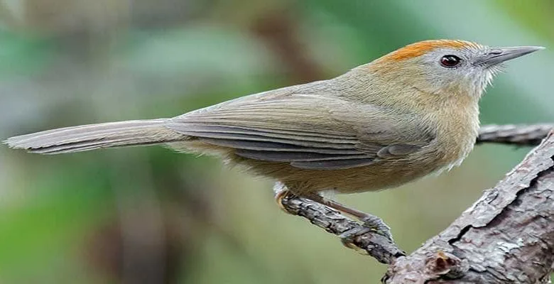 Arunachal: Ornithologists spot 115 bird species in the state