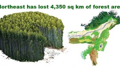 Northeast has lost forest areas three times the size of Delhi: GFW
