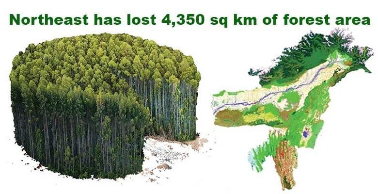 Northeast has lost forest areas three times the size of Delhi: GFW