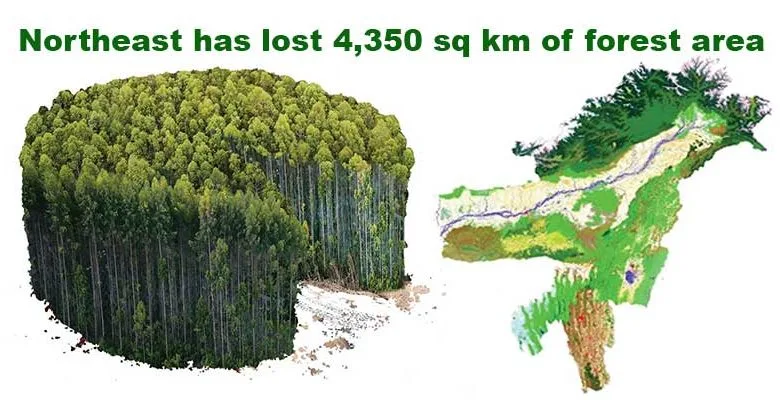 Northeast has lost forest areas three times the size of Delhi: GFW