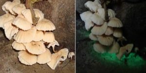 Arunachal: Light-emitting new mushroom, Roridomyces species discovered in Basar