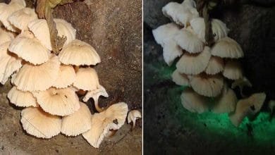 Arunachal: Light-emitting new mushroom, Roridomyces species discovered in Basar