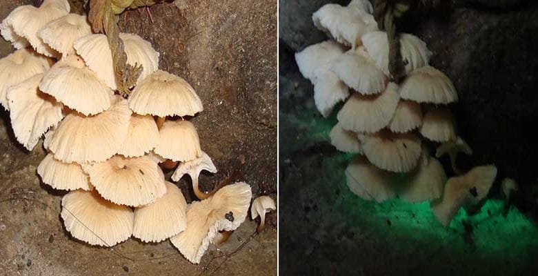 Arunachal: Light-emitting new mushroom, Roridomyces species discovered in Basar