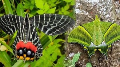 Arunachal: Kaiser-i-Hind, proposed State Butterfly photographed in Tale Wildlife Sanctuary
