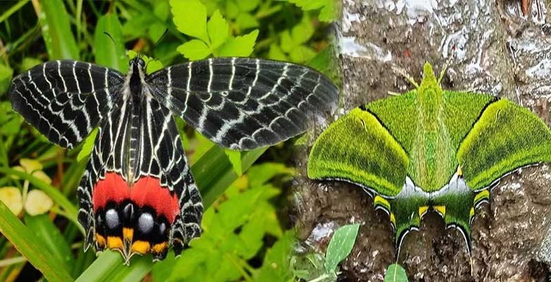 Arunachal: Kaiser-i-Hind, proposed State Butterfly photographed in Tale Wildlife Sanctuary