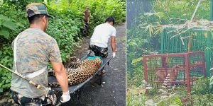 Arunachal: Leopard straying in Human habitat captured from Wakro town