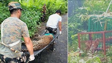 Arunachal: Leopard straying in Human habitat captured from Wakro town