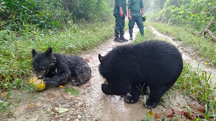 Arunachal: Four rescued bear cubs set to be released in Pakke Tiger Reserve