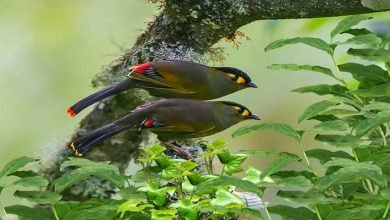 Arunachal: Critically-endangered bird Bugun Liocichla sighted in West Kameng