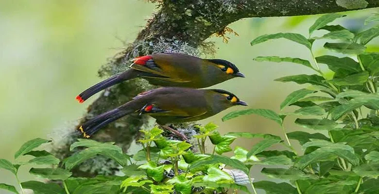 Arunachal: Critically-endangered bird Bugun Liocichla sighted in West Kameng