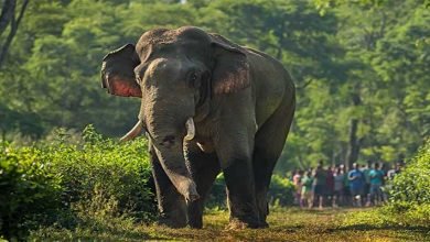 Assam: Aaranyak expresses grief and anguish at the recent deaths of elephants due to collision with high-speed trains