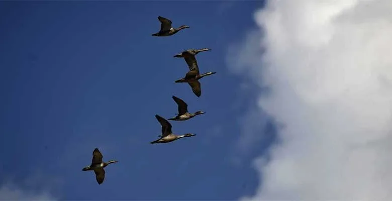 Arunachal: 22nd Ziro Bird Walk held
