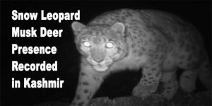 J&K: Snow Leopard, Musk Deer Presence Recorded in Kashmir