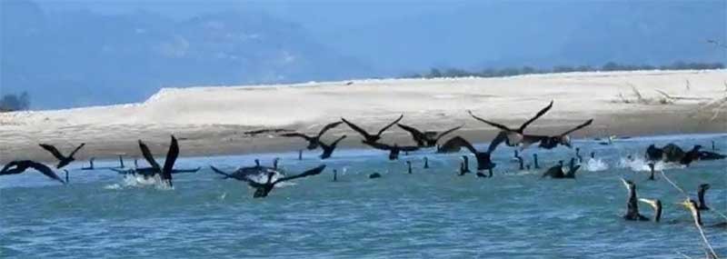 Arunachal: winged visitors start flocking in D. Ering Wildlife Sanctuary