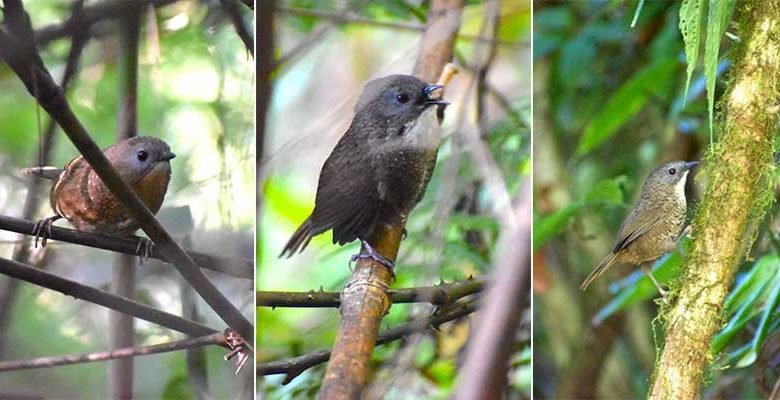 A new song bird in Arunachal Pradesh sighted