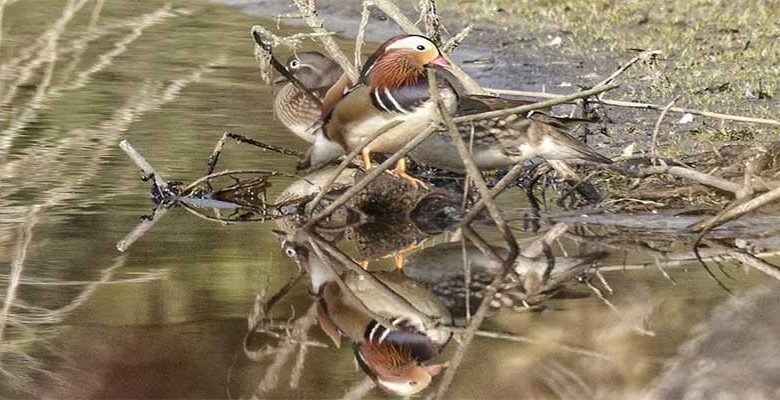 Arunachal: Mandarin ducks found nestling at Ziro again
