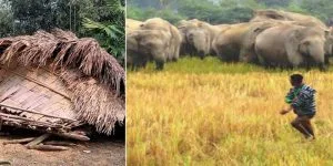 Arunachal: Man-Elephant conflict in Deomali is a growing concern