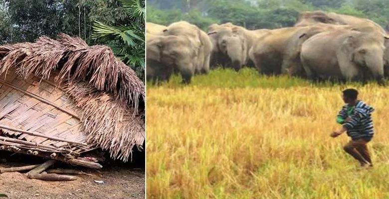 Arunachal: Man-Elephant conflict in Deomali is a growing concern