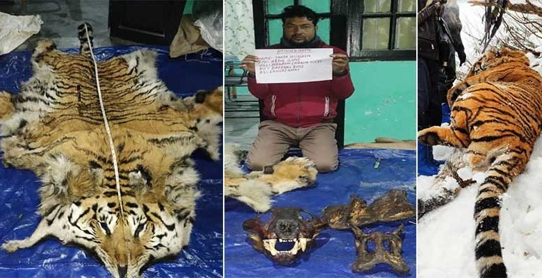 Arunachal: Tiger Poacher arrested with Tiger Skin, body parts from Dibang Wildlife Sanctuary
