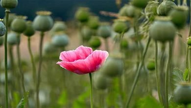 Arunachal; 27.5 acres of illegal opium plantations destroyed in Lazu