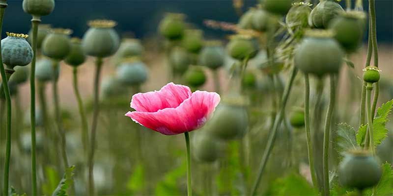 Arunachal: 27.5 acres of illegal opium plantations destroyed in Lazu