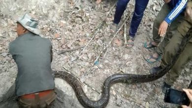 Arunachal: Python rescued and relocated