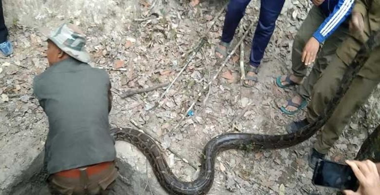 Arunachal: Python rescued and relocated