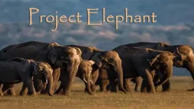 Thirty Years of Project Elephant
