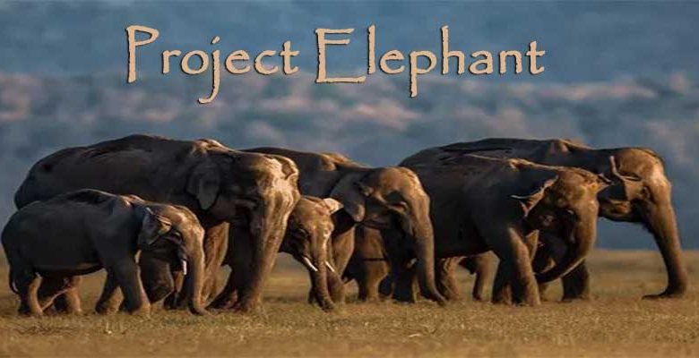 Thirty Years of Project Elephant