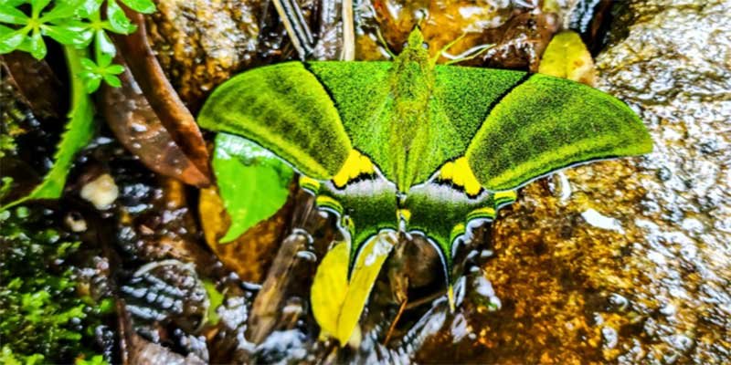 Arunachal: Kaiser-e-Hind Butterfly sighted in Mechukha - Vimarsana News
