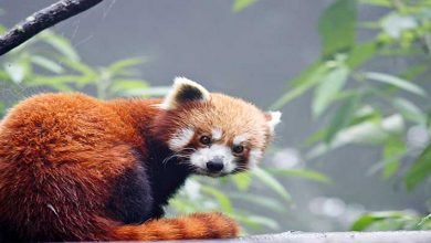 Arunachal: Endangered Red Panda spotted in Tawang