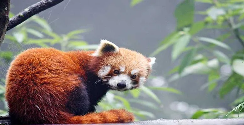 Arunachal: Endangered Red Panda spotted in Tawang