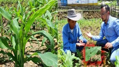 Arunachal: 'Fall Army Worm' Infestation in Maize around Leparada District