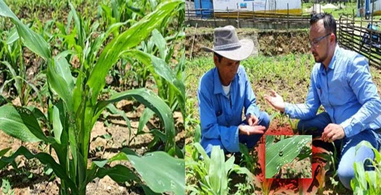 Arunachal: 'Fall Army Worm' Infestation in Maize around Leparada District