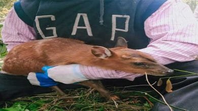 Arunachal: Fawn rescued and released back to jungle in Yachuli