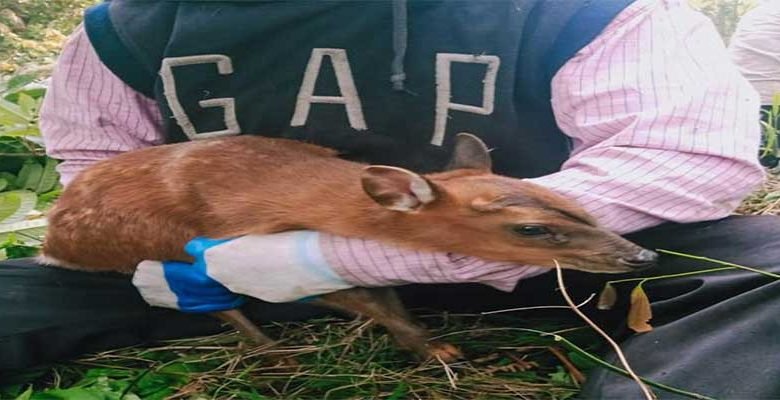 Arunachal: Fawn rescued and released back to jungle in Yachuli