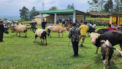 Arunachal: Mithun health awareness and microchip implant camp organized