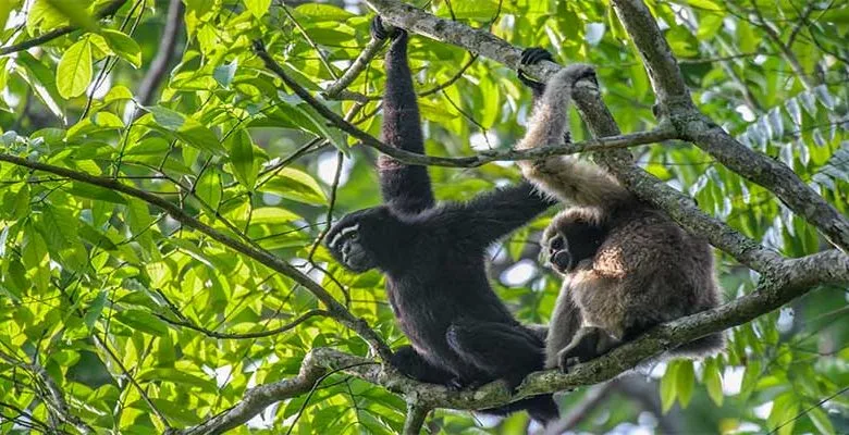 Arunachal: Hoolock gibbon conservation campaign held in Wakro