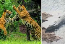 Arunachal: Itanagar Zoo Gets 2 Adult Royal Bengal Tigers, 3 Freshwater Gharials